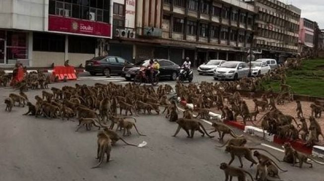 Kota di Thailand Melawan Monyet-Monyet yang Merajalela